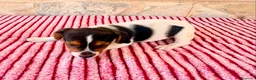 Jack Russell Terrier perros en venta: Jack Russell terrier  - Anuncio 6