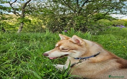 Husky Siberiano perros en venta: Husky Siberiano hembra Red Agouti - Imagen 4
