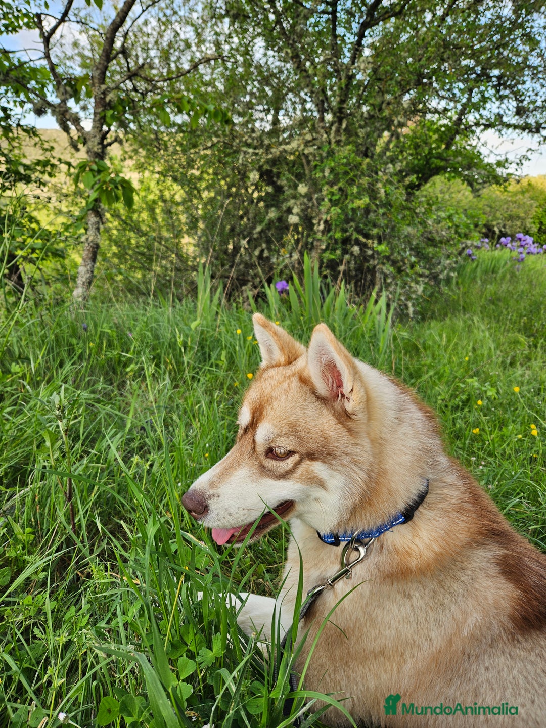 Husky Siberiano perros en venta: Husky Siberiano hembra Red Agouti - Imagen 4