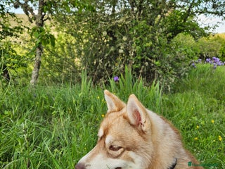 Husky Siberiano perros - Anuncio 19