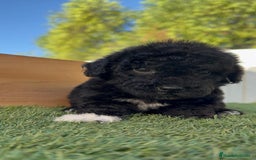 Perro de Agua Español perros en venta: PERRO DE AGUA HEMBRA - Imagen 13