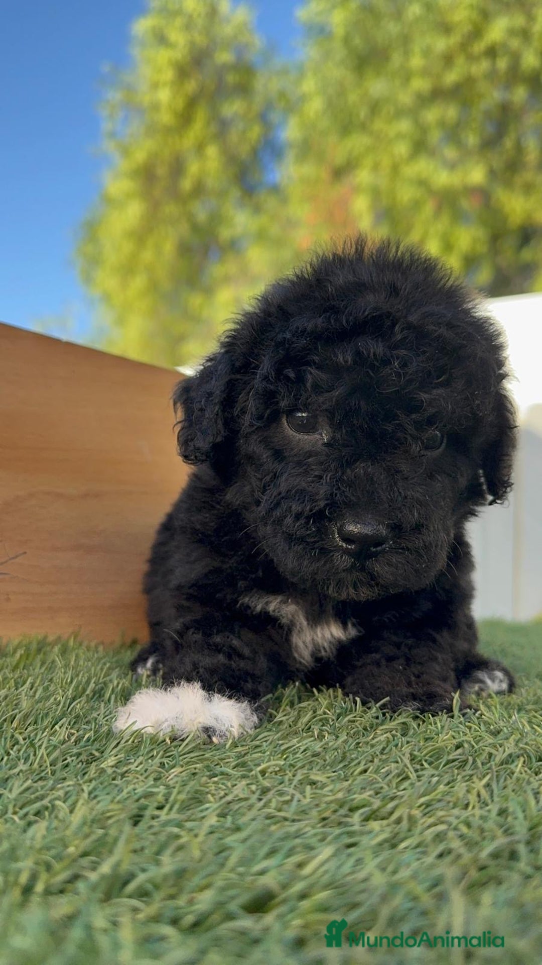 Perro de Agua Español perros en venta: PERRO DE AGUA HEMBRA - Imagen 13