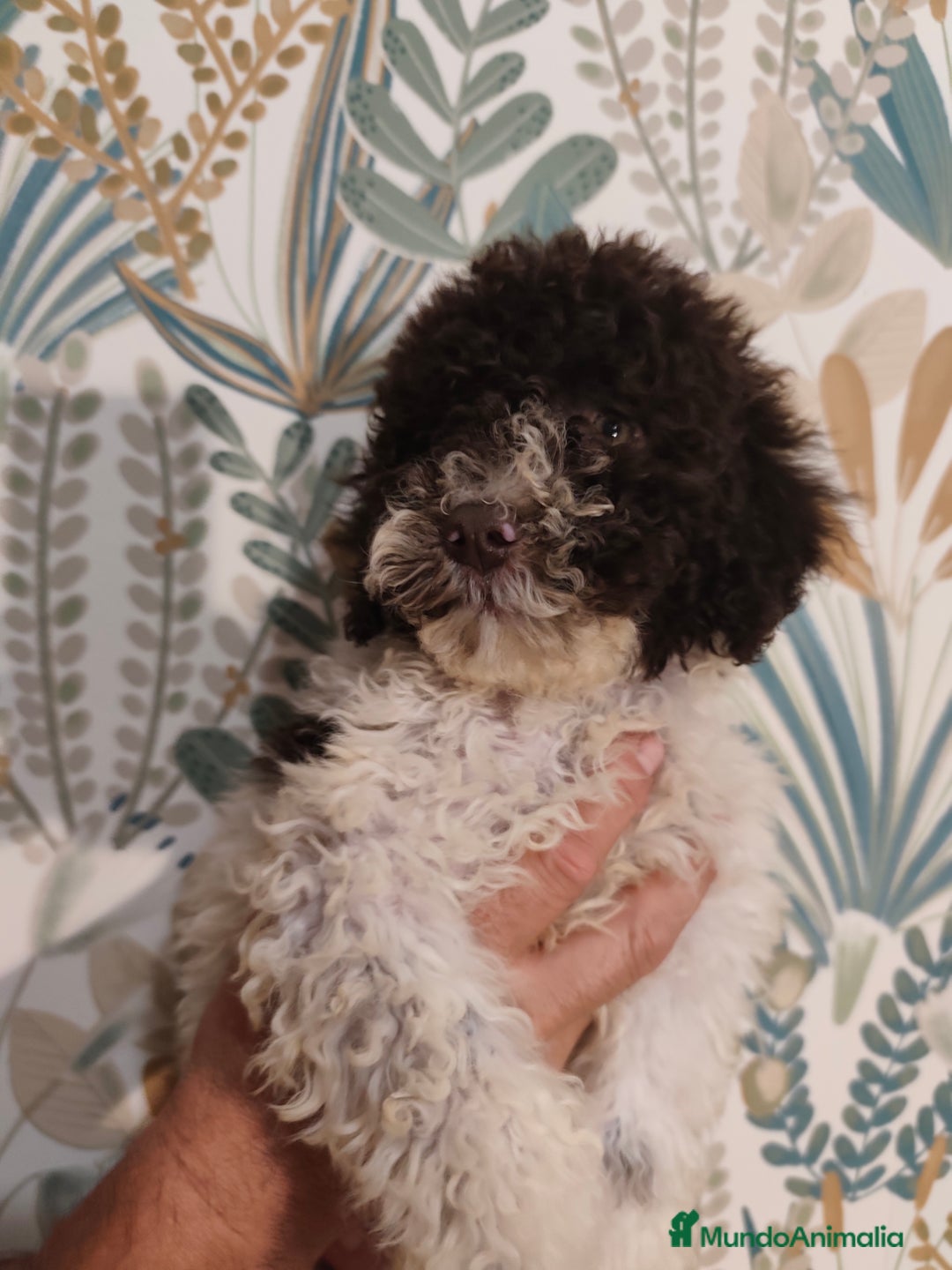 Perro de Agua Español perros en venta: Perros de aguas español  - Imagen 2