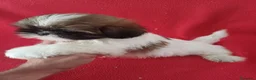 Shih Tzu perros en venta: Shitzhu  - Anuncio 2
