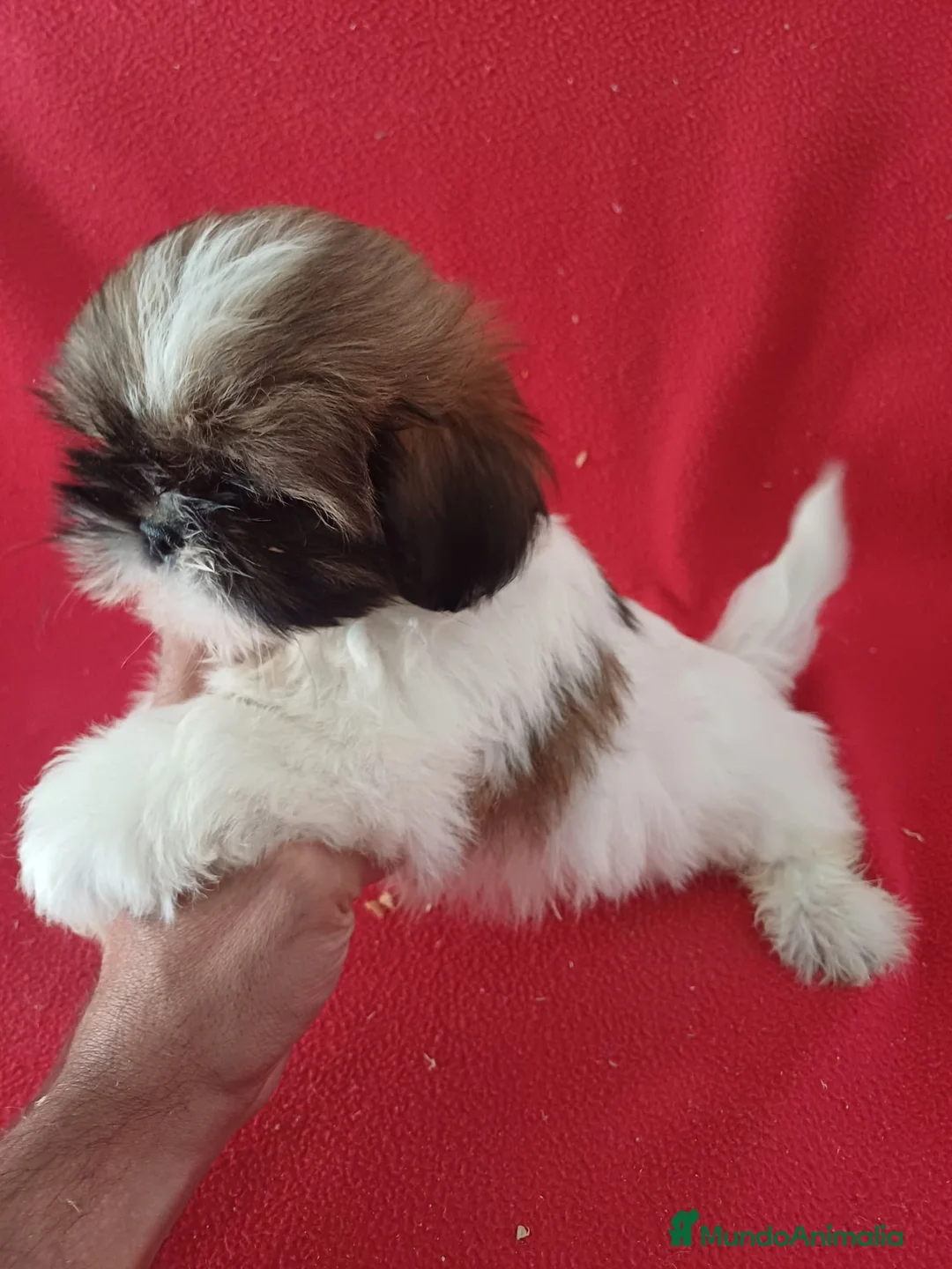 Shih Tzu perros en venta: Shitzhu  - Anuncio 2