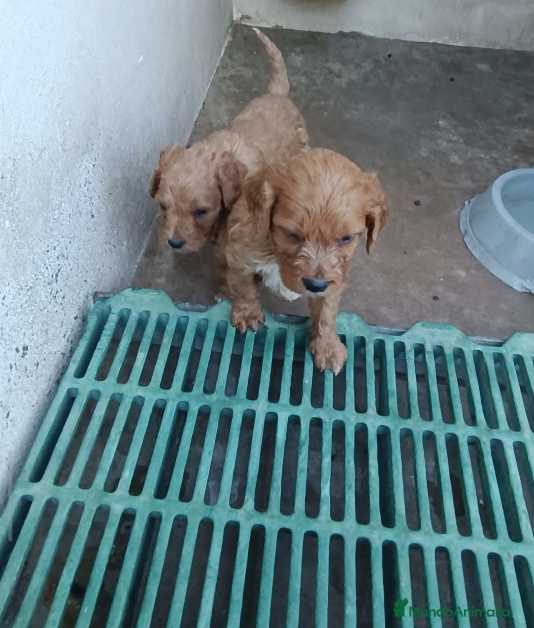 Cavapoo perros Cachorros de Cavapoo - Anuncio 1