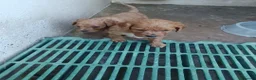 Cavapoo perros en venta: Cachorros de Cavapoo - Anuncio 1