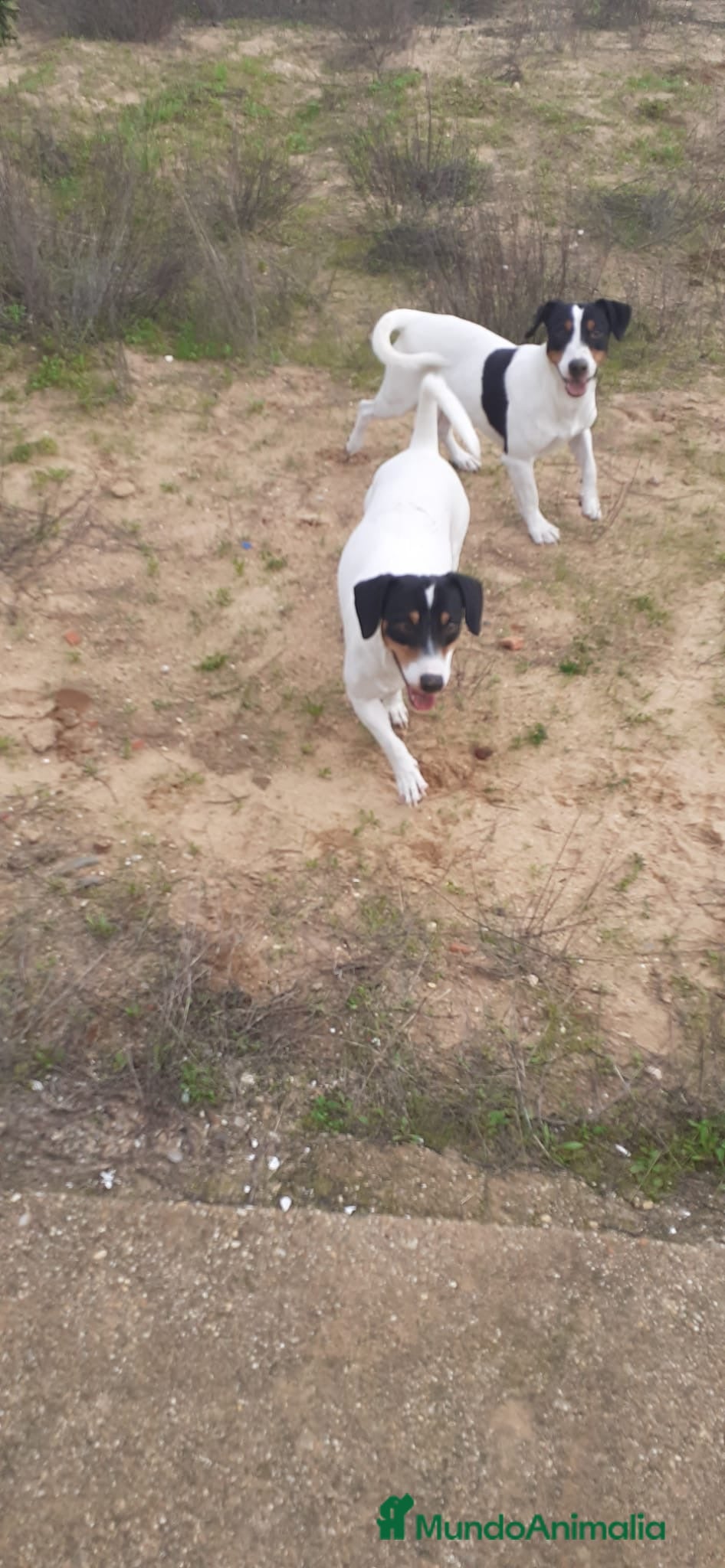 Ratonero Bodeguero Andaluz perros Cachorros bodeguero - Anuncio 3