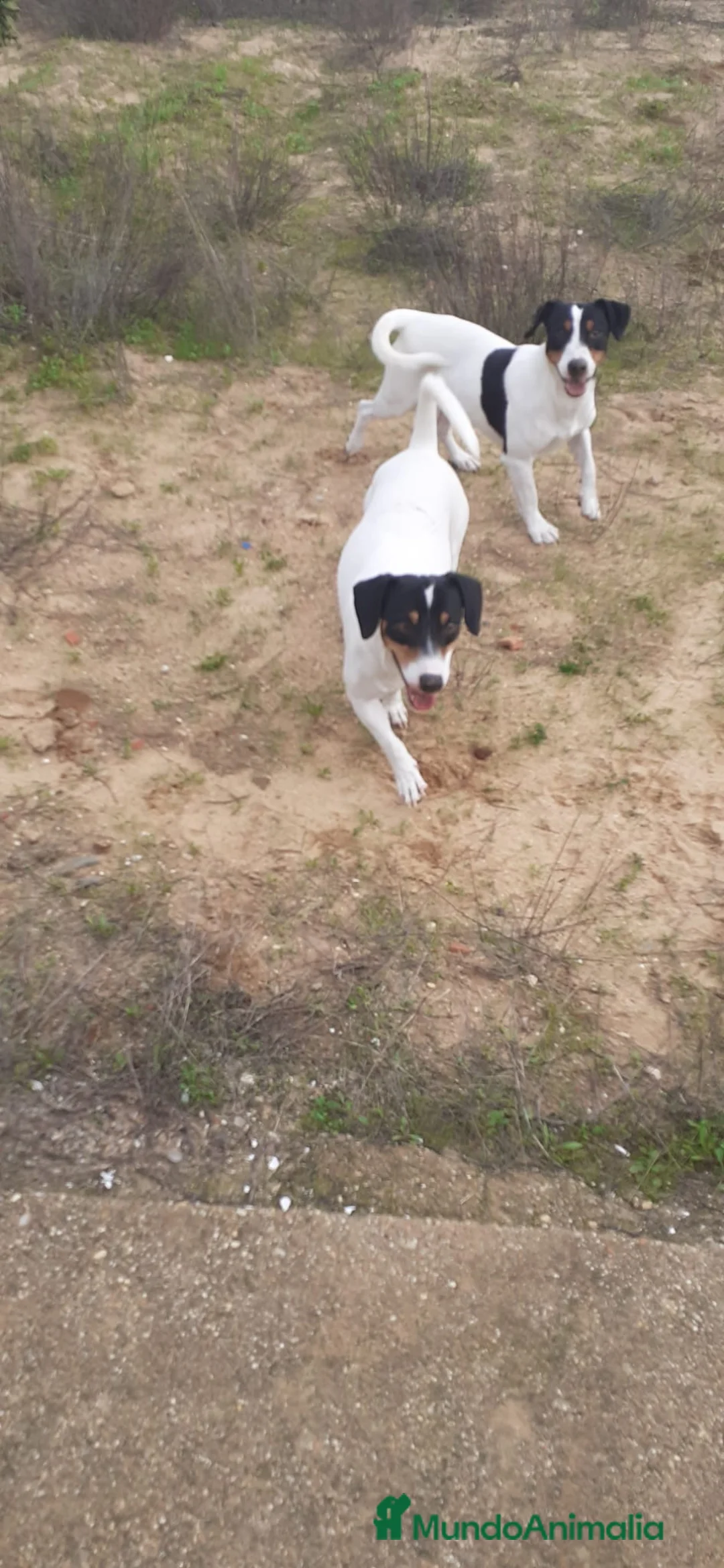 Ratonero Bodeguero Andaluz perros en venta: Cachorros bodeguero - Anuncio 1