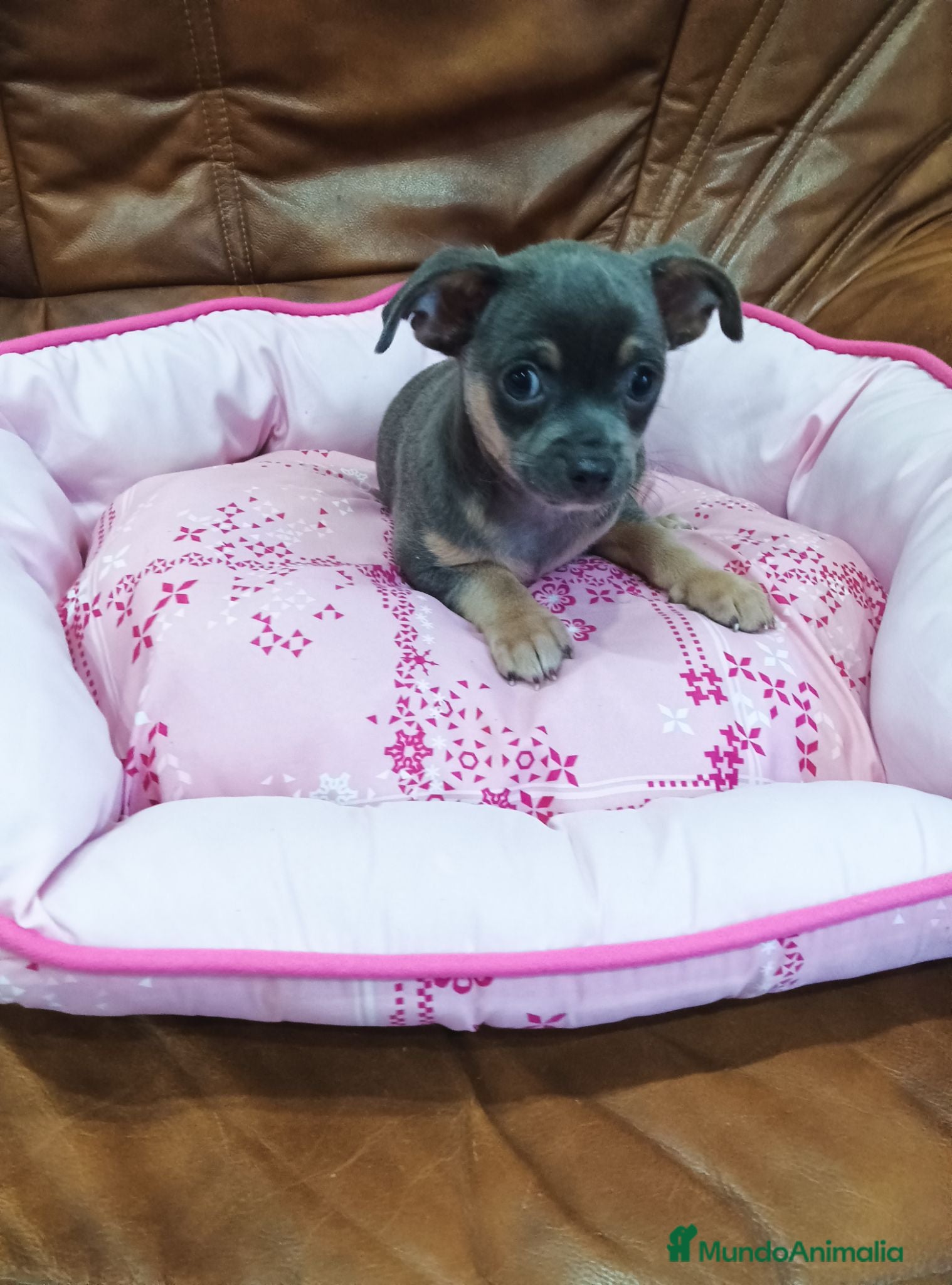 Chihuahua perros CHIHUAHUA TOY - Anuncio 3