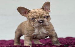 Bulldog Francés perros en venta: FRENCHIES CRIADOS EN AMBIENTE FAMILIAR !!! - Anuncio 1
