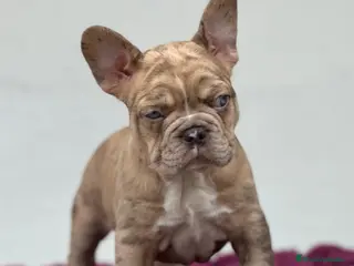 Bulldog Francés perros FRENCHIES CRIADOS EN AMBIENTE FAMILIAR !!! - Anuncio 32