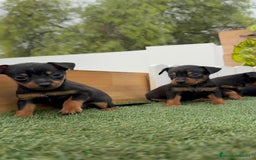Pinscher Miniatura perros en venta: Pinscher - Imagen 38