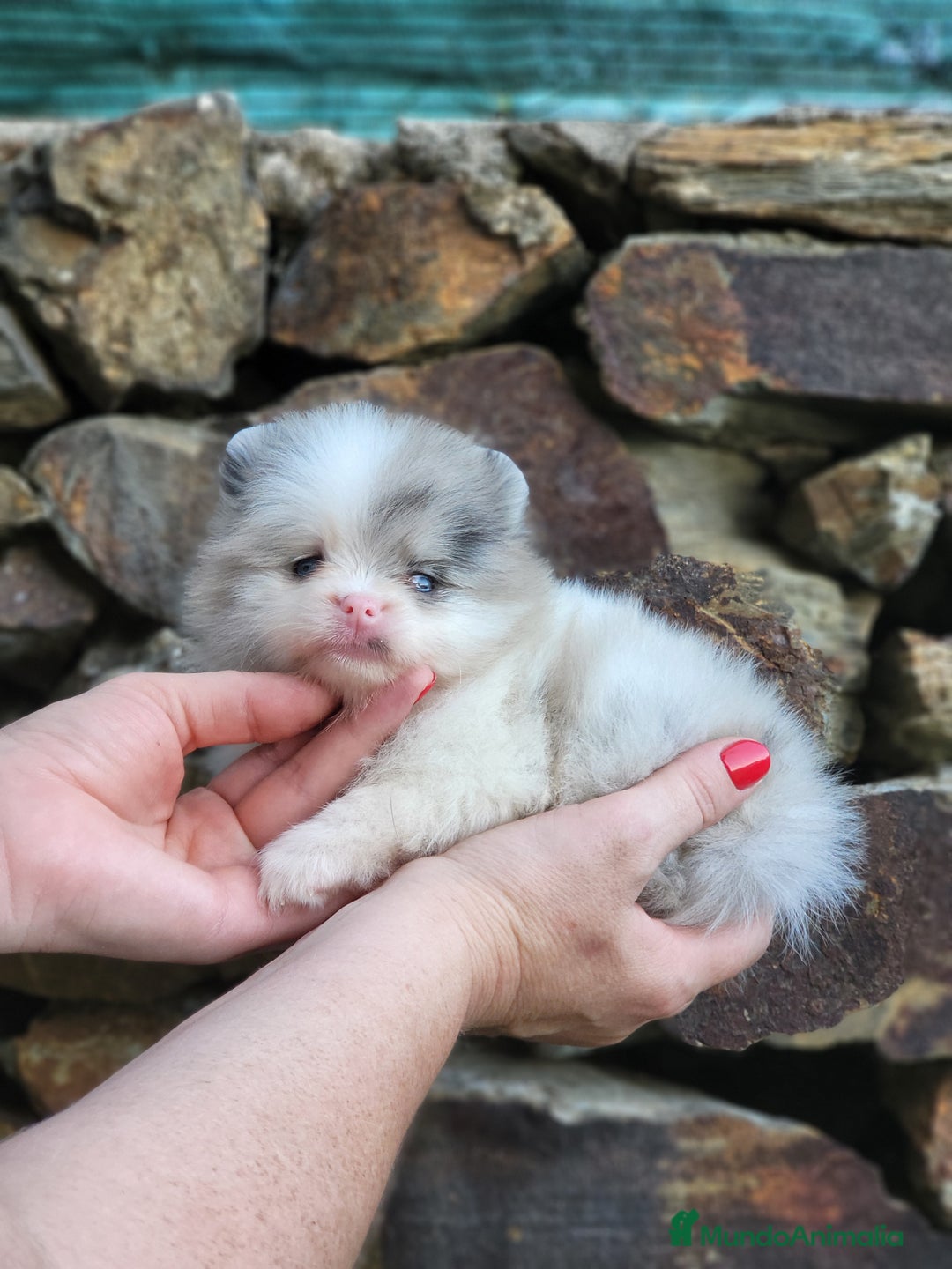 Pomerania perros en venta: Hembrita white-merle  - Imagen 1