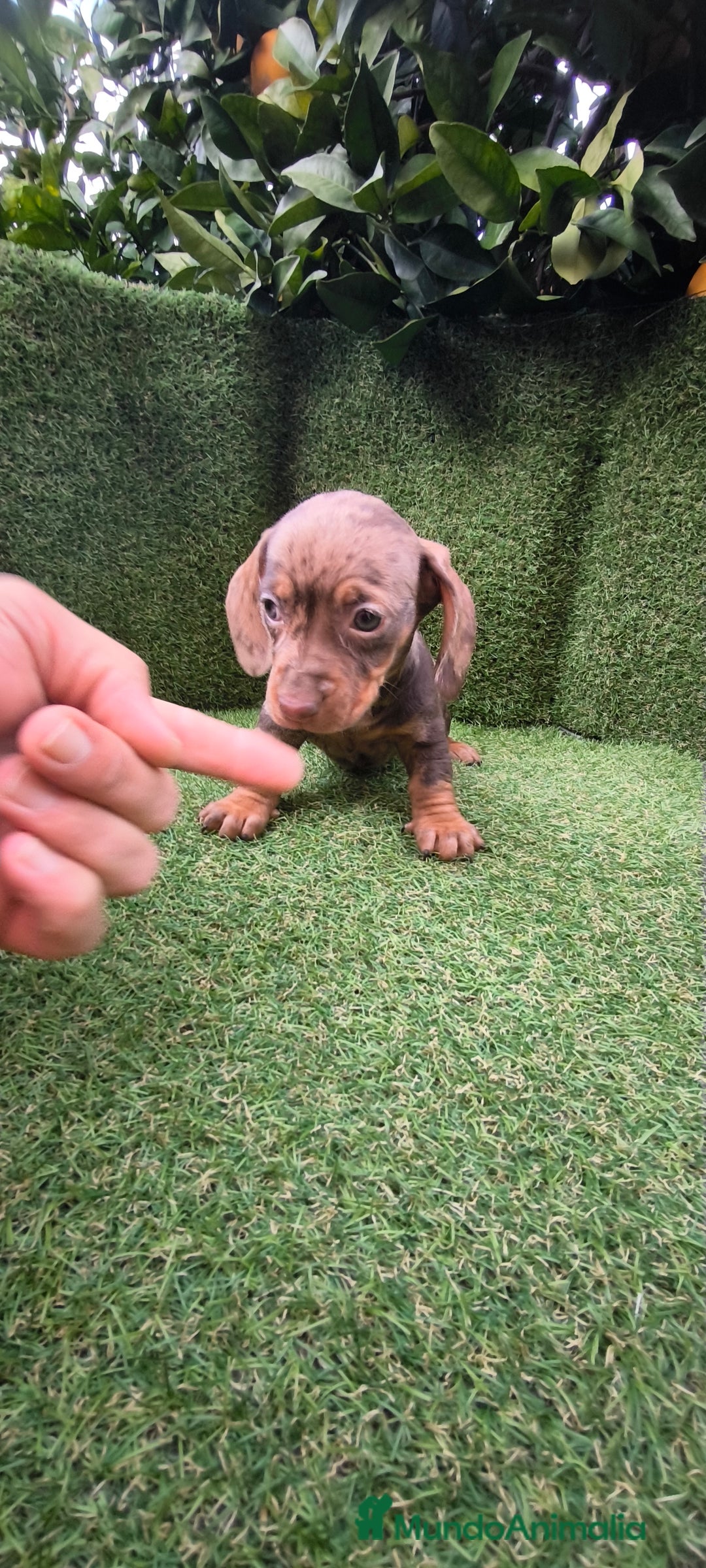 Teckel Miniatura perros en venta: camada teckel arlequín y todos los colores  - Anuncio 9