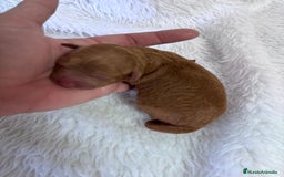 Caniche Toy perros en venta: CANICHE TOY HEMBRA - Imagen 7