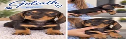 Teckel Miniatura perros en venta: Cachorritos teckel café - Anuncio 2