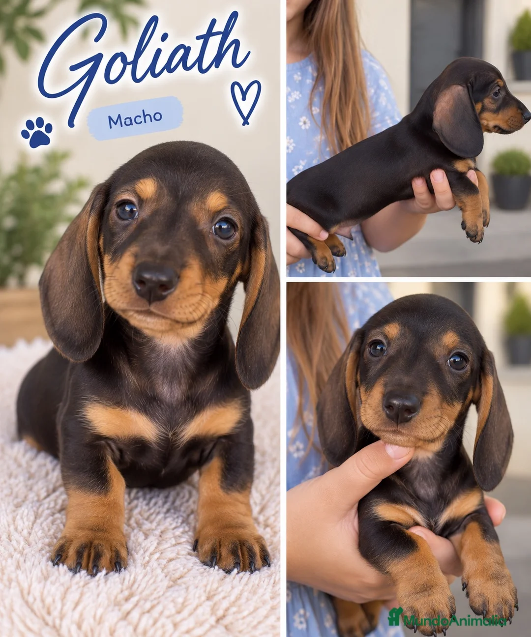 Teckel Miniatura perros en venta: Cachorritos teckel café - Anuncio 2