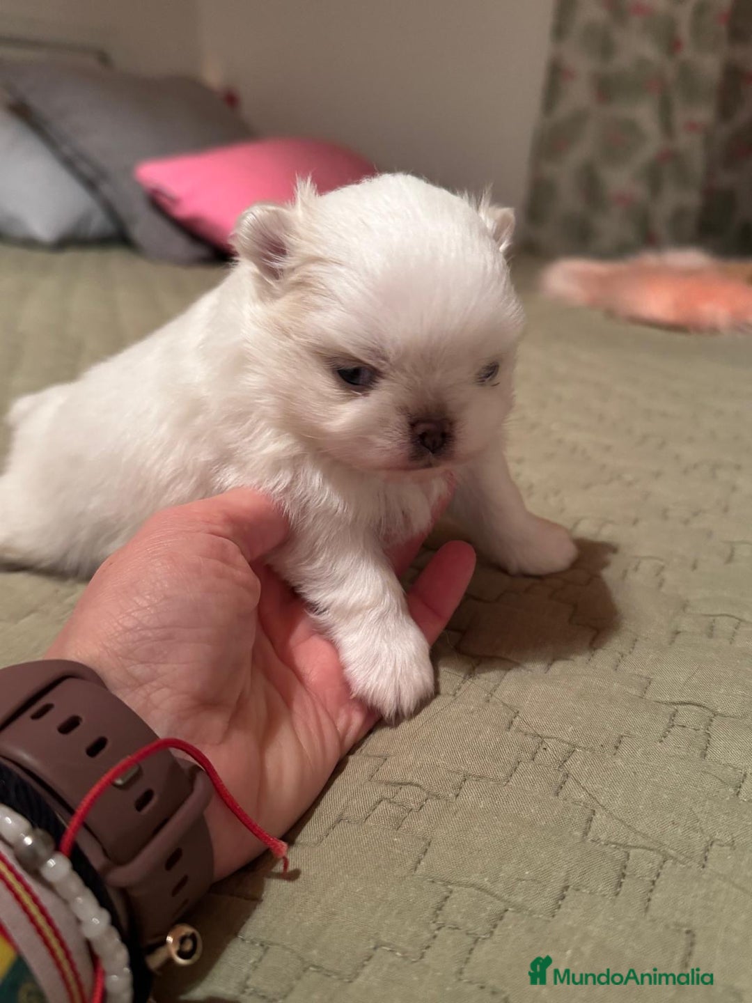 Pomchi perros en venta: Pomchi bebés disponibles - Anuncio 13