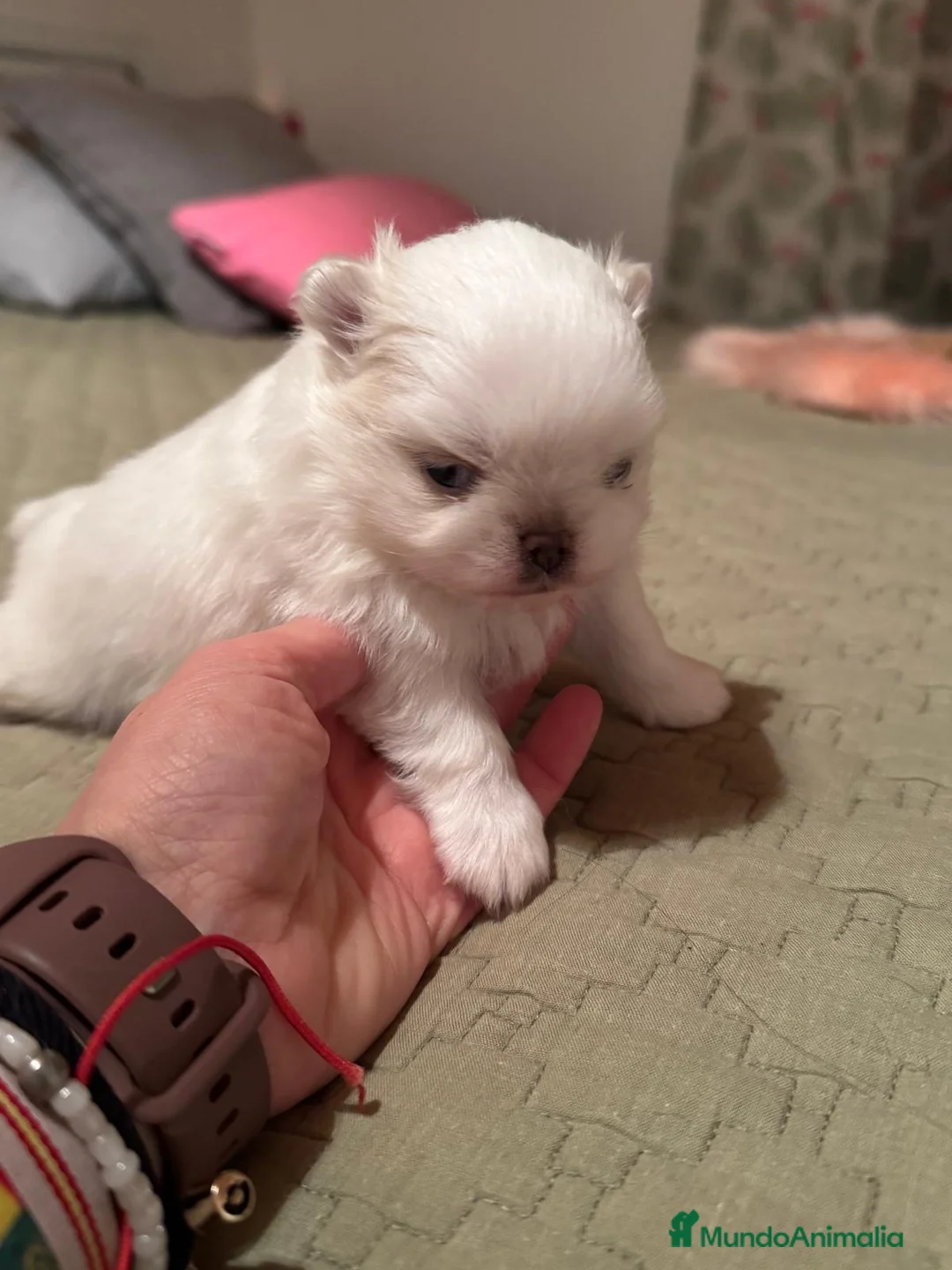 Pomchi perros en venta: Pomchi bebés disponibles - Anuncio 13