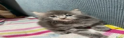 Maine Coon gatos en venta: Rey- Diez cattery  - Anuncio 18