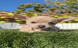 Chihuahua perros en venta: CHIHUAHUA HEMBRA - Anuncio 5