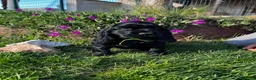 Cocker Spaniel Inglés perros en venta: Cocker negro - Anuncio 4