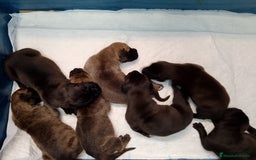 Dogo Alemán perros en venta: Cachorros de Dogo Alemán  - Imagen 1