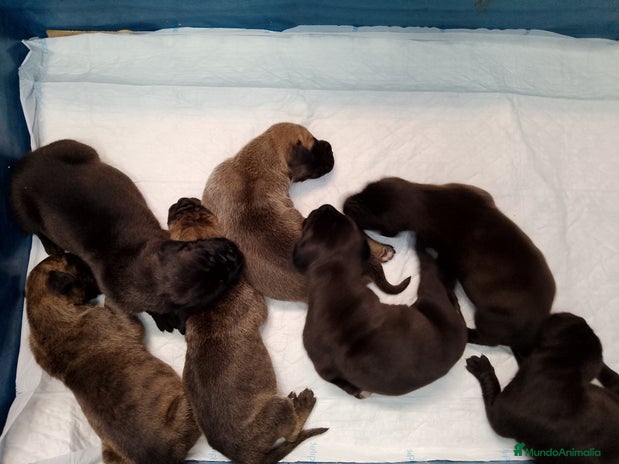 Dogo Alemán perros - Anuncio 1