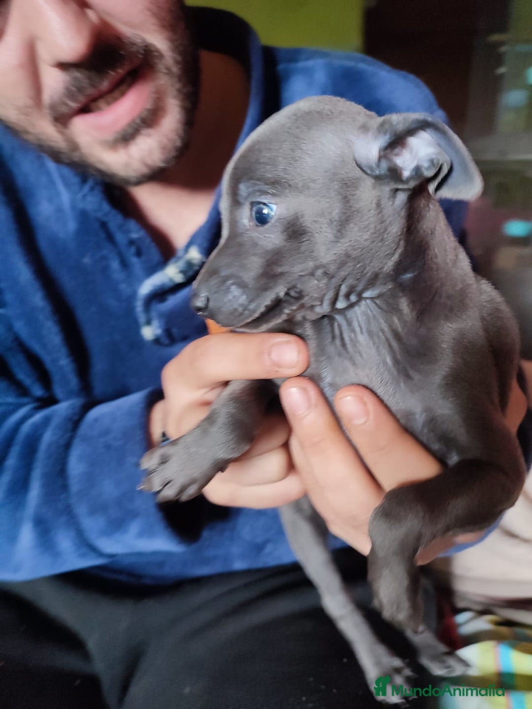 Pequeño Lebrel Italiano perros en venta: Lebrel picolo italiano  - Anuncio 3