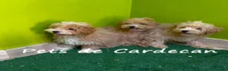 Maltipoo perros en venta: MALTIPOO MACHOS CACHORROS - Anuncio 2