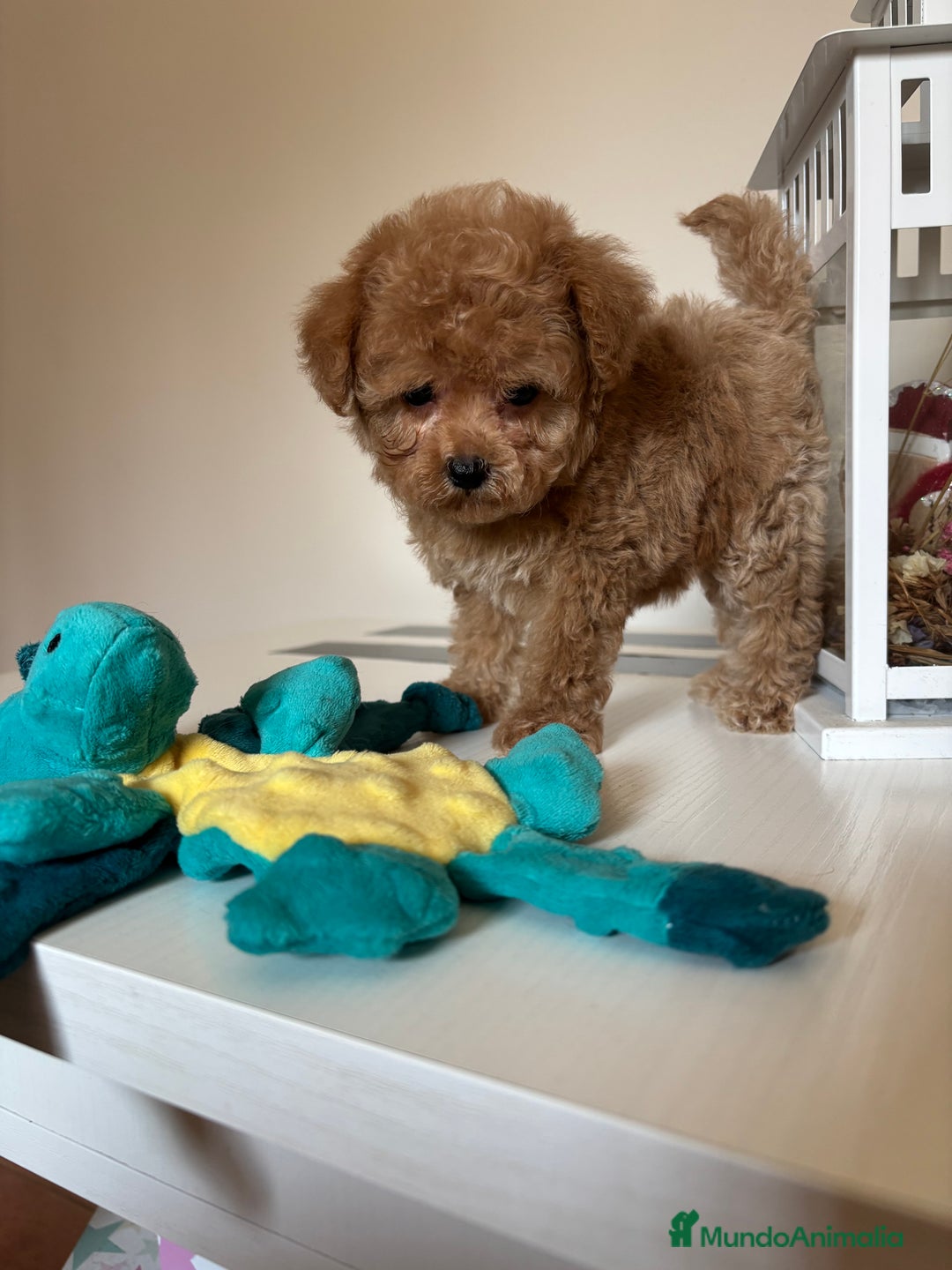 Maltipoo perros en venta: Maltipoo Tacita de Té Hembra  - Imagen 6
