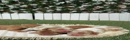 Cocker Spaniel Inglés perros en venta: COCKER SPANIEL INGLES - Anuncio 3