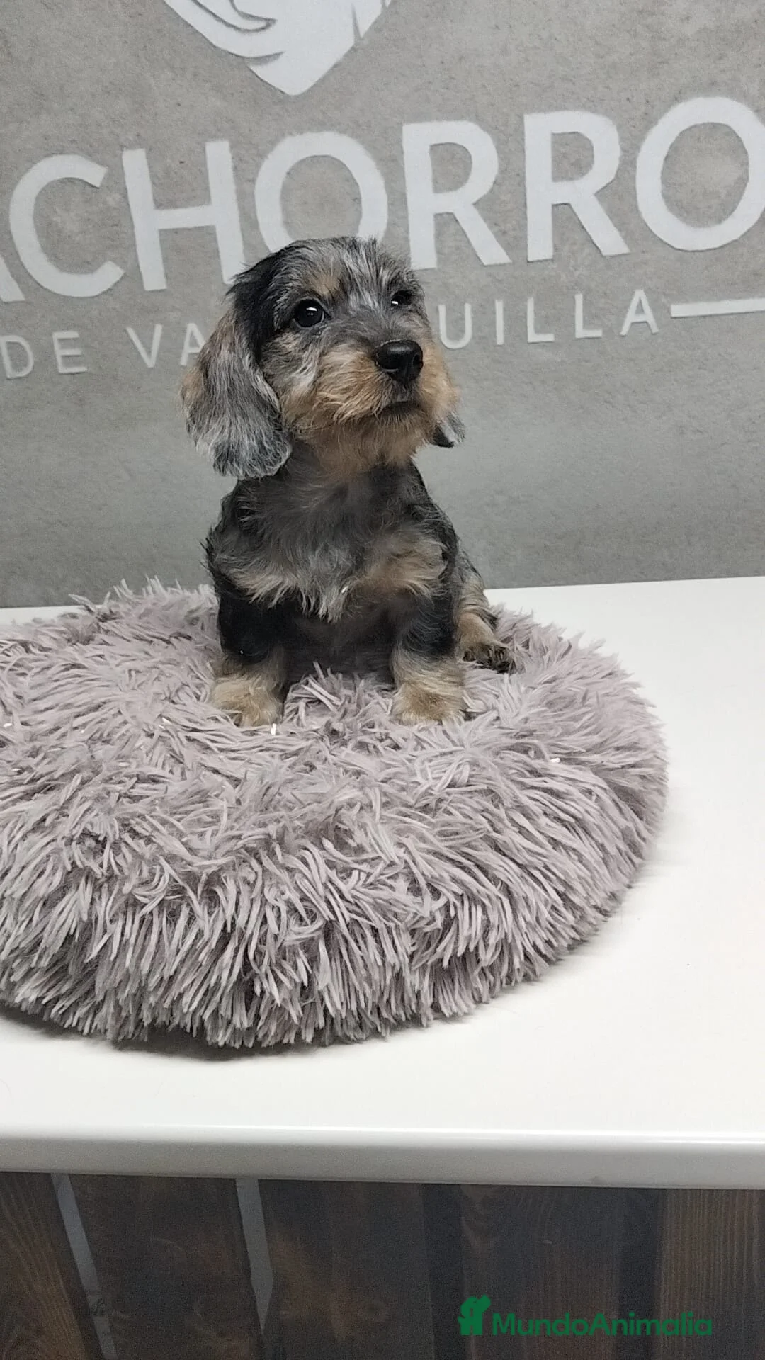 Teckel perros en venta: Teckel pelo duro Arlequin  - Anuncio 2