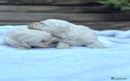 Golden Retriever perros en venta: Preciosos cachorros de Golden retriever - Imagen 8