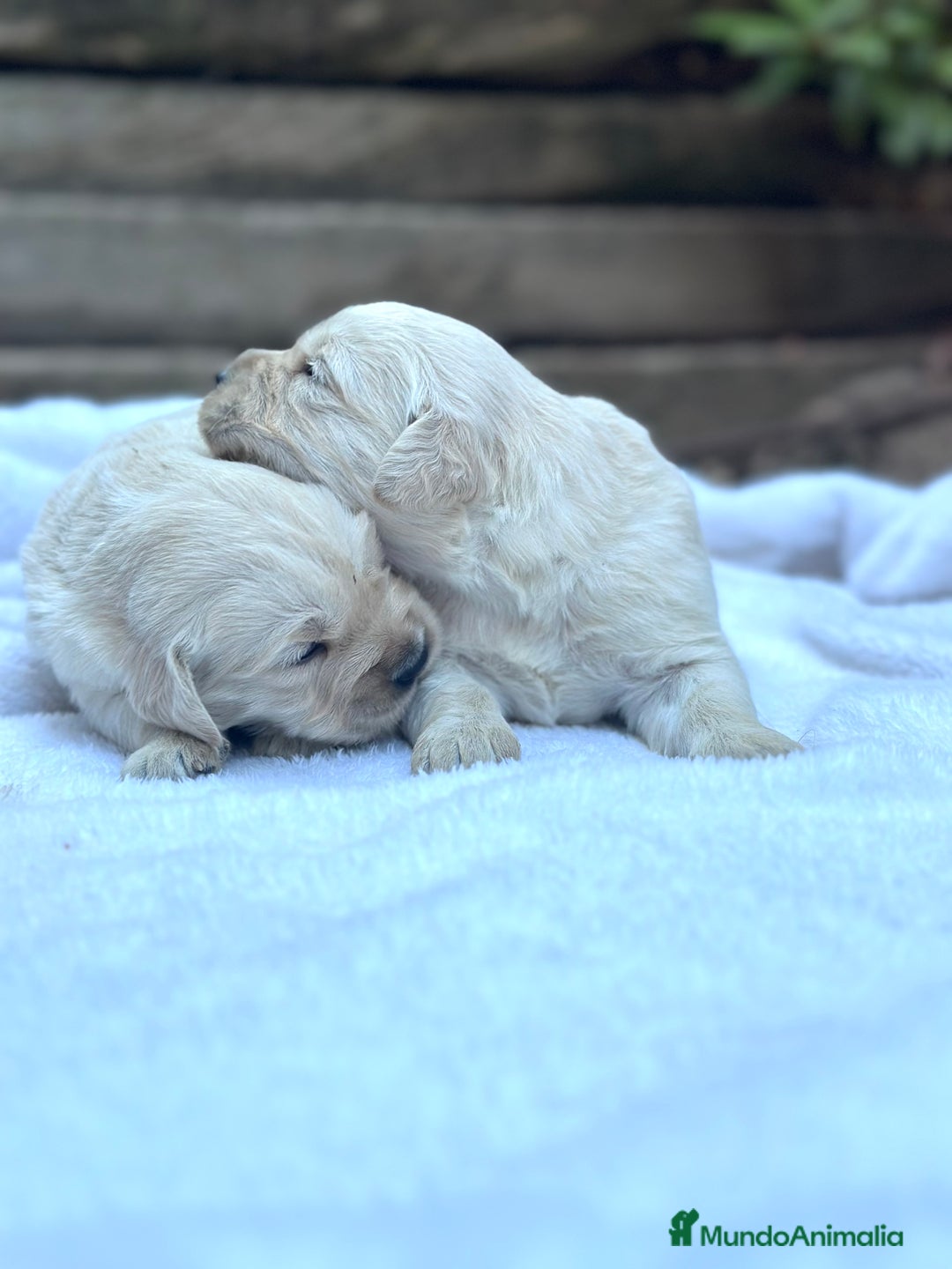 Golden Retriever perros en venta: Preciosos cachorros de Golden retriever - Imagen 8