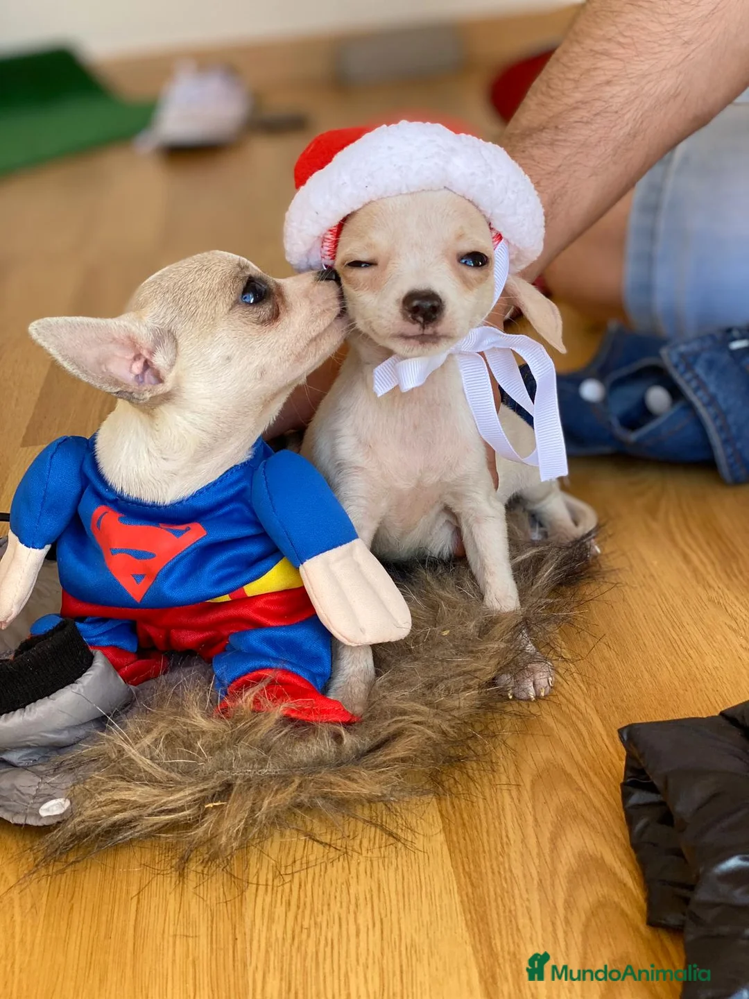 Chihuahua perros en venta: Chihuahua mini , cachorritos  en Ciudad Real - Anuncio 5