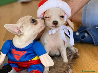 Chihuahua perros Chihuahua mini , cachorritos - Anuncio 35