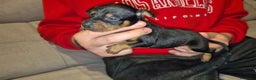 Pinscher Miniatura perros en venta: Pinscher miniatura  - Anuncio 7