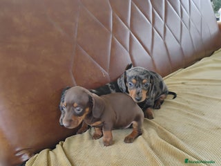 Teckel Miniatura perros Hembra teckel miniatura - Anuncio 1