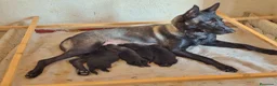 Pastor Belga Malinois perros en venta: Melinoas totalmente impresionantes  - Anuncio 3