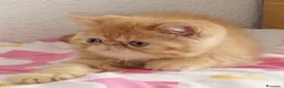 Persa gatos en venta: Persa Exótico  - Anuncio 2