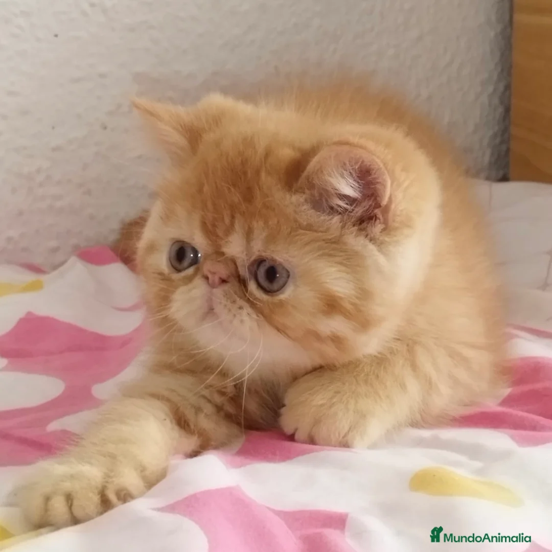 Persa gatos en venta: Persa Exótico  - Anuncio 2
