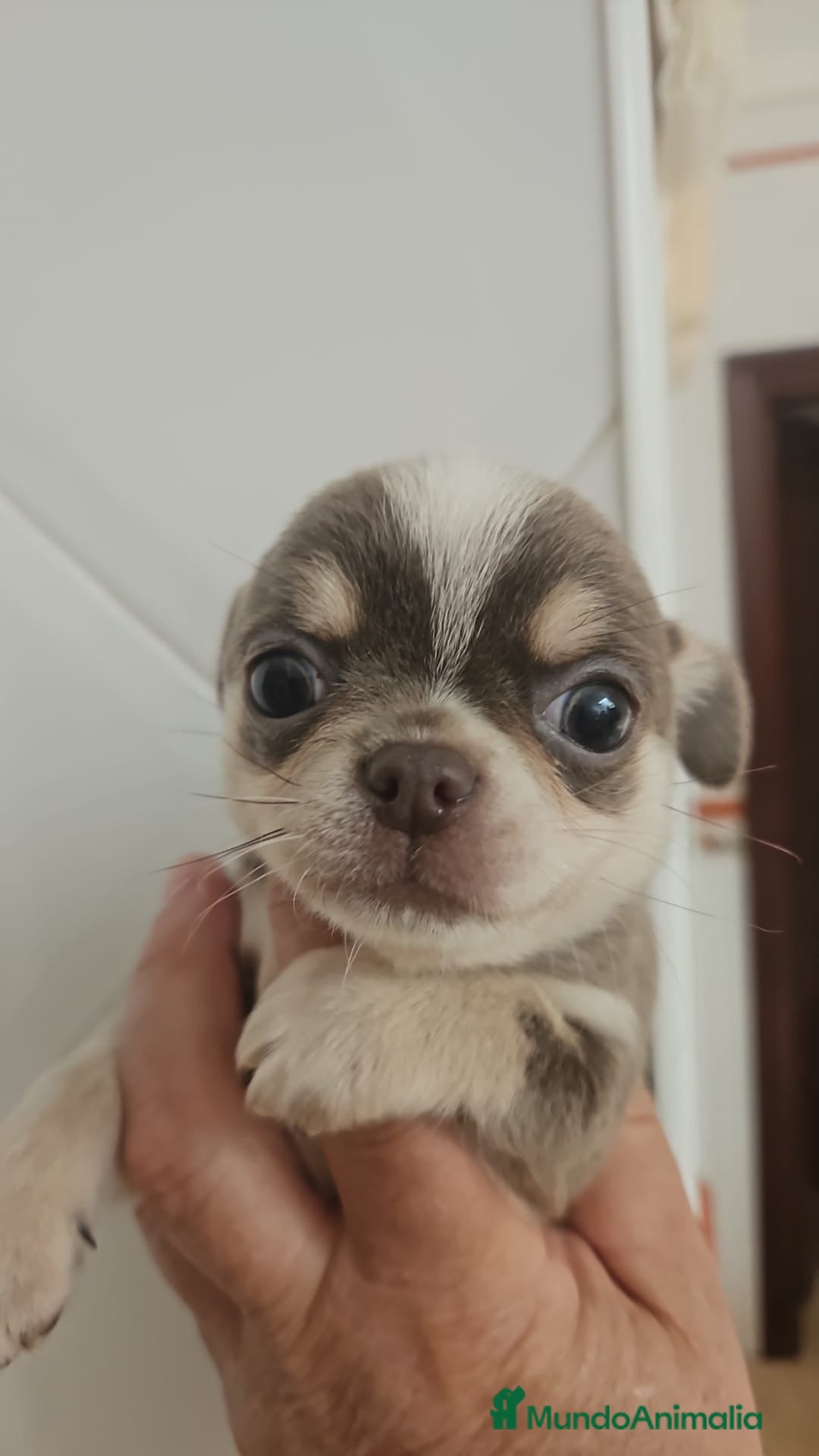 Chihuahua perros Chihuhua blue - Anuncio 1