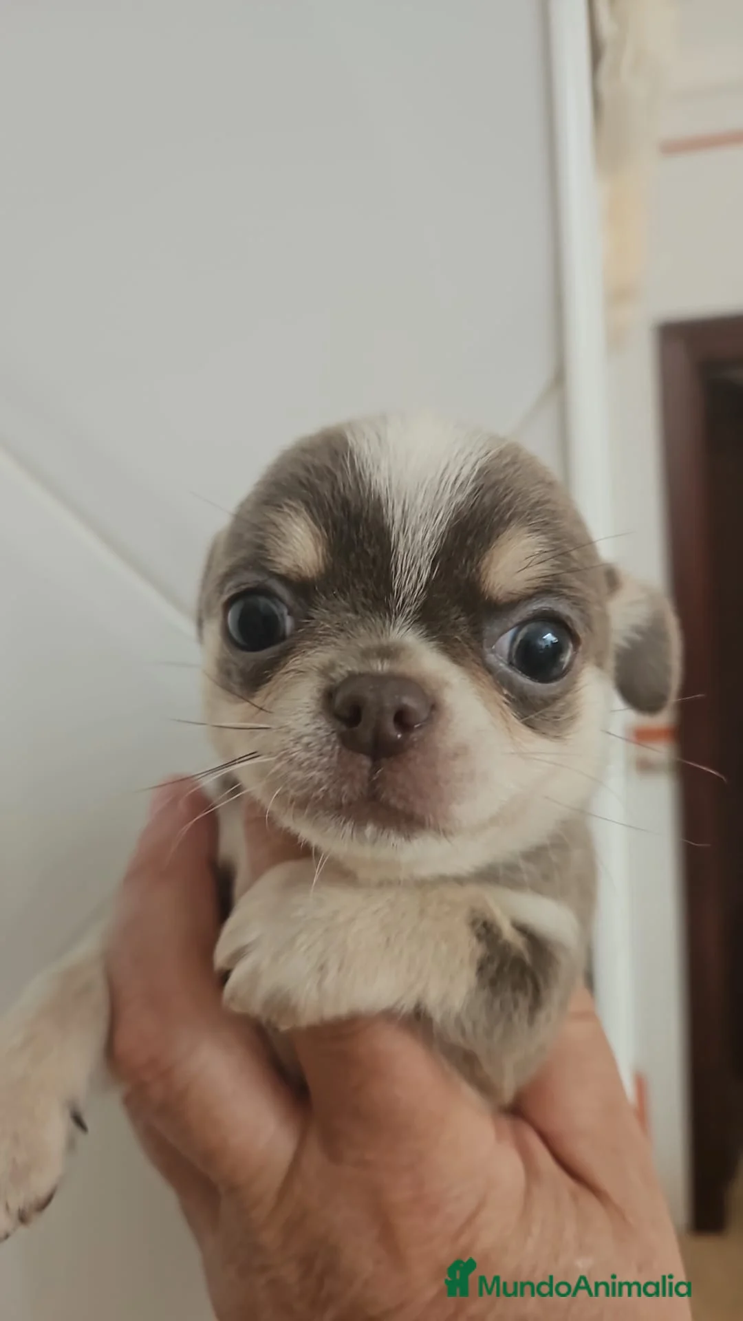 Chihuahua perros en venta: Chihuhua blue - Anuncio 1