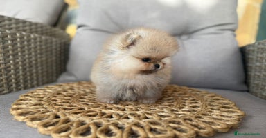 Pomerania perros - Anuncio 4