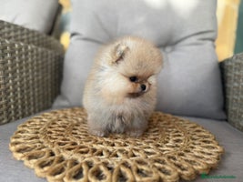 Pomerania perros - Anuncio 14