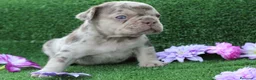 Bulldog Francés perros en venta: Bulldog francés exóticos - Anuncio 2