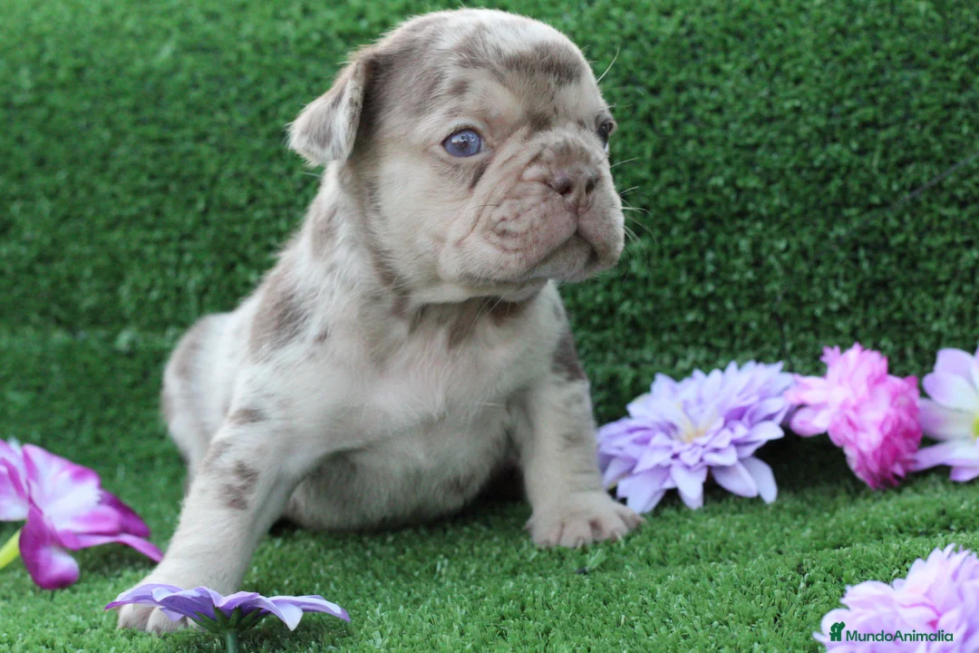 Bulldog Francés perros en venta: Bulldog francés exóticos - Anuncio 2