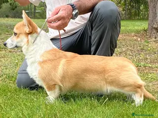 Welsh Corgi Pembroke perros en venta: cachorros Corgi familiar niños Valencia madrid - Anuncio 1